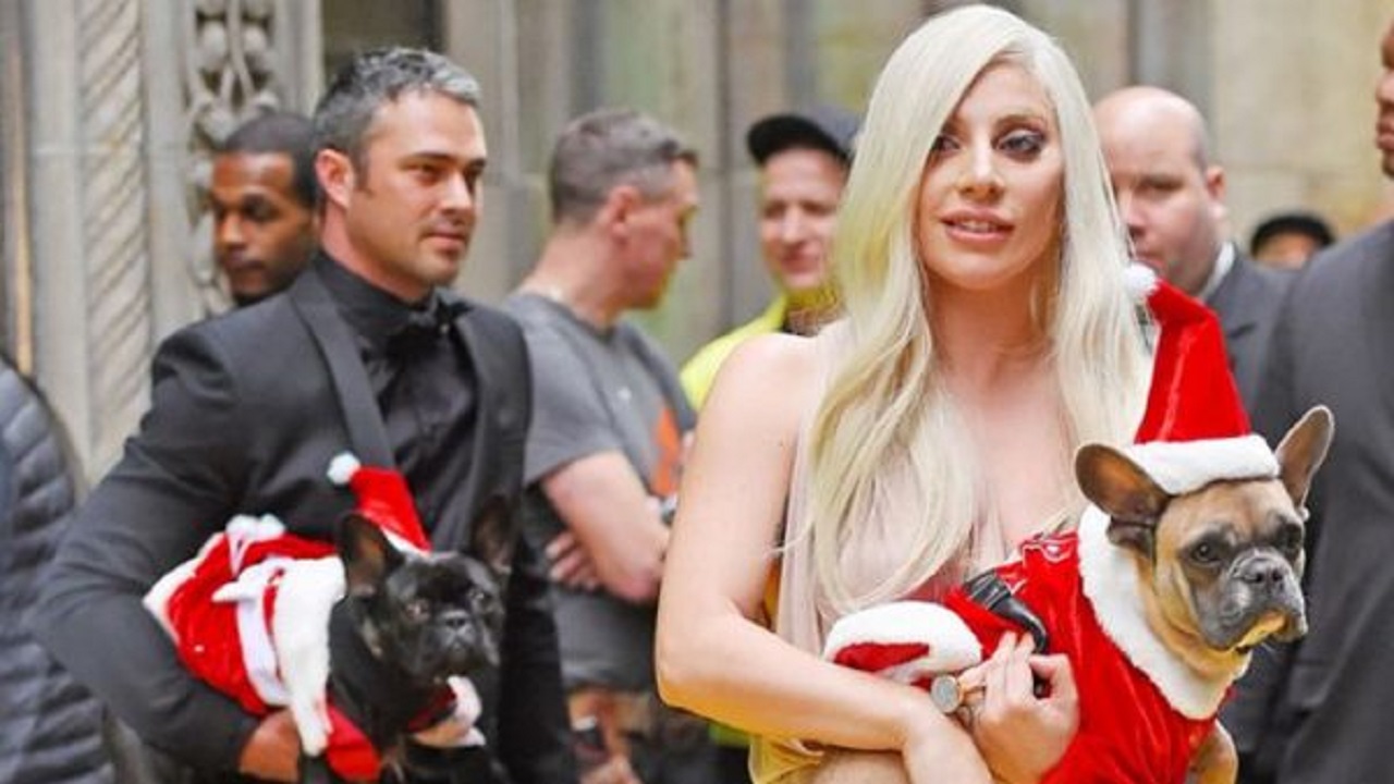 গুলি করে পপ গায়িকা লেডি গাগার কুকুর চুরি গুলি করে পপ গায়িকা লেডি গাগার কুকুর চুরি