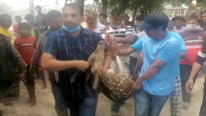 শ্রীপুরে লোকালয় থেকে হরিণ উদ্ধার