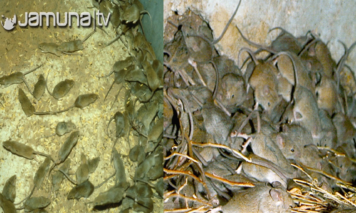 ইঁদুরের হিংস্রতা, অতিষ্ঠ অস্ট্রেলিয়ার গিলগ্রানডাবাসী