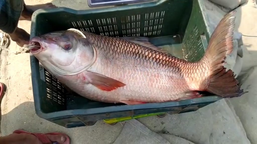 এক রুইয়ের দাম সাড়ে ৩৫ হাজার!