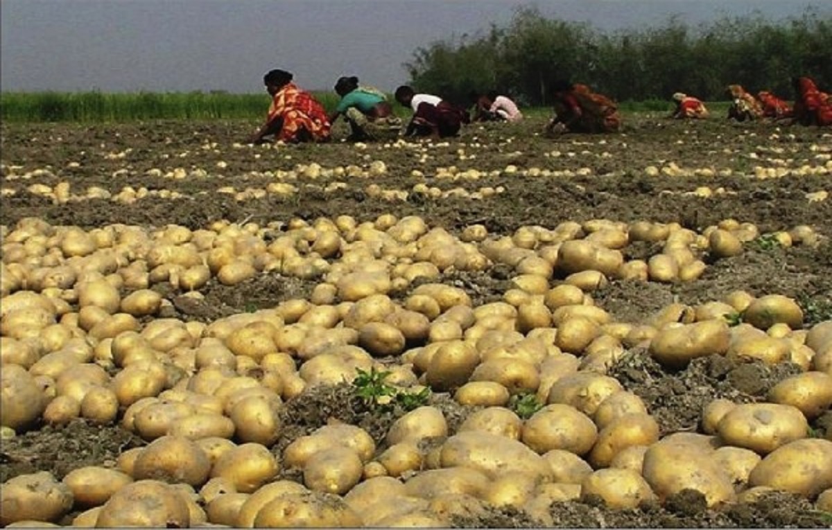 মুুন্সিগঞ্জে আলুর বাম্পার ফলন, দাম নিয়ে শঙ্কা