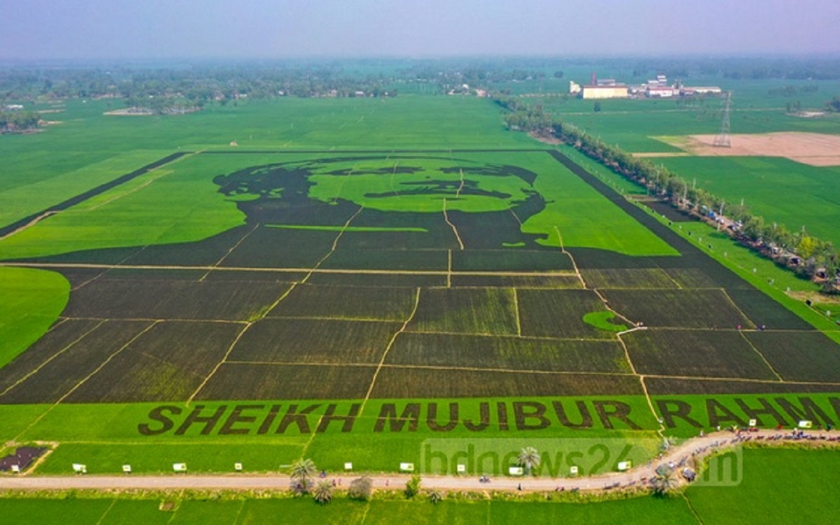 ‘শষ্যচিত্রে বঙ্গবন্ধু’র ফসল কাটা শুরু