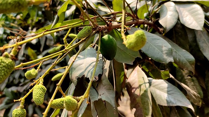 লিচু গাছে ধরা সেই আমটি ছিঁড়ে ফেললেন সাবেক ইউপি সদস্য