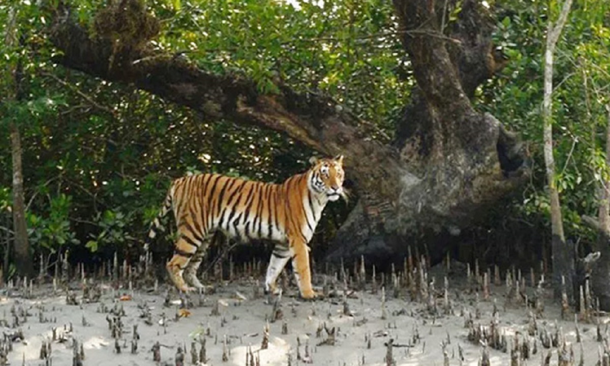 সুন্দরবনে বেড়েছে বাঘের আক্রমণ, আতঙ্কে বনজীবীরা