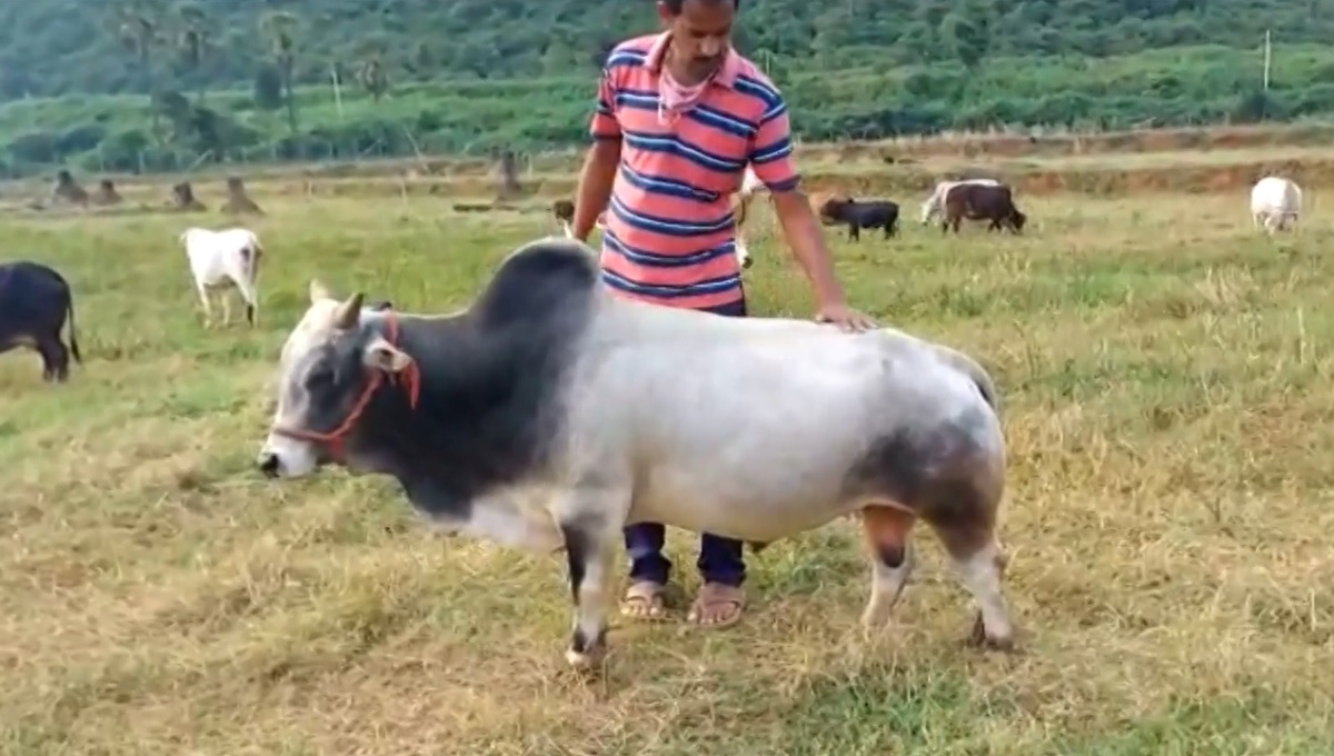 বিলুপ্তির আশঙ্কায় বিশ্বের সবচেয়ে ছোট জাতের গরু ‘পুঙ্গানুর’