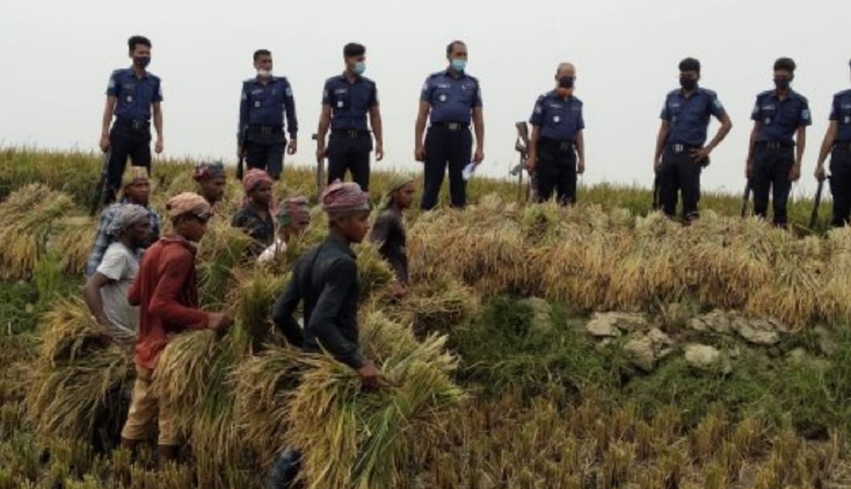 ভৈরবে পুলিশ প্রহরায় ধান কাটলো সেই গ্রামের কৃষকরা