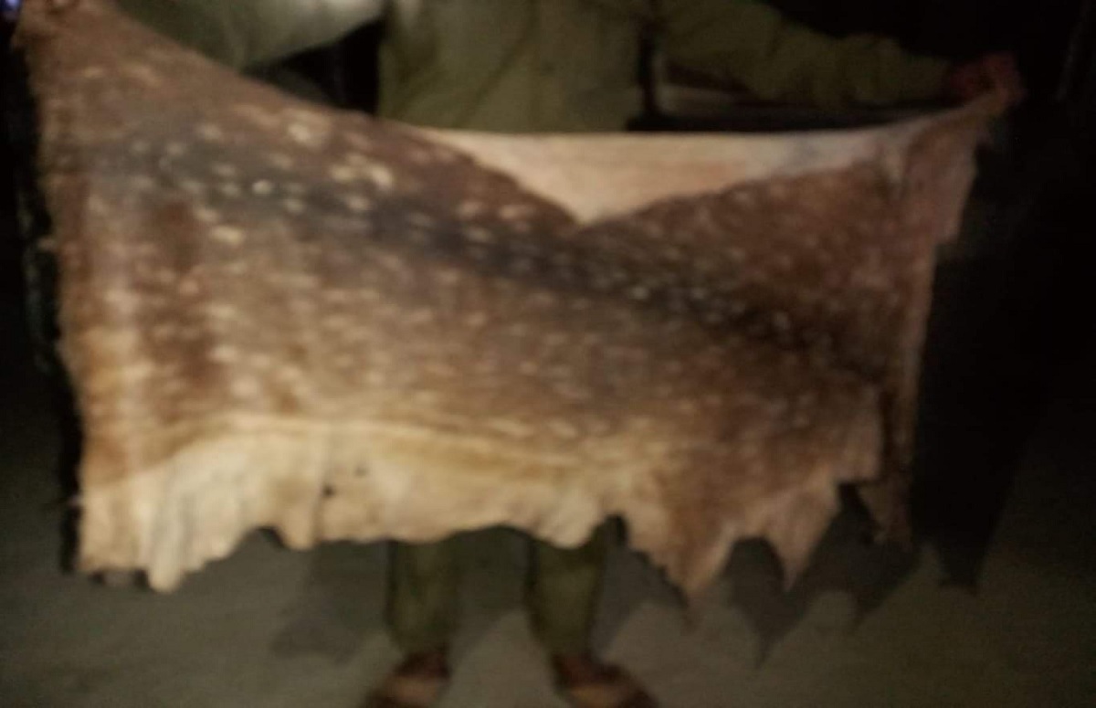 বন বিভাগের অভিযানে হরিণের চামড়া উদ্ধার