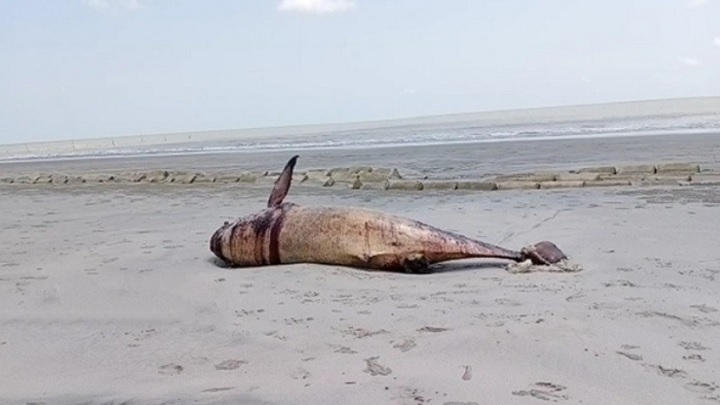 কুয়াকাটা সৈকতে ভেসে এলো মৃত ডলফিন