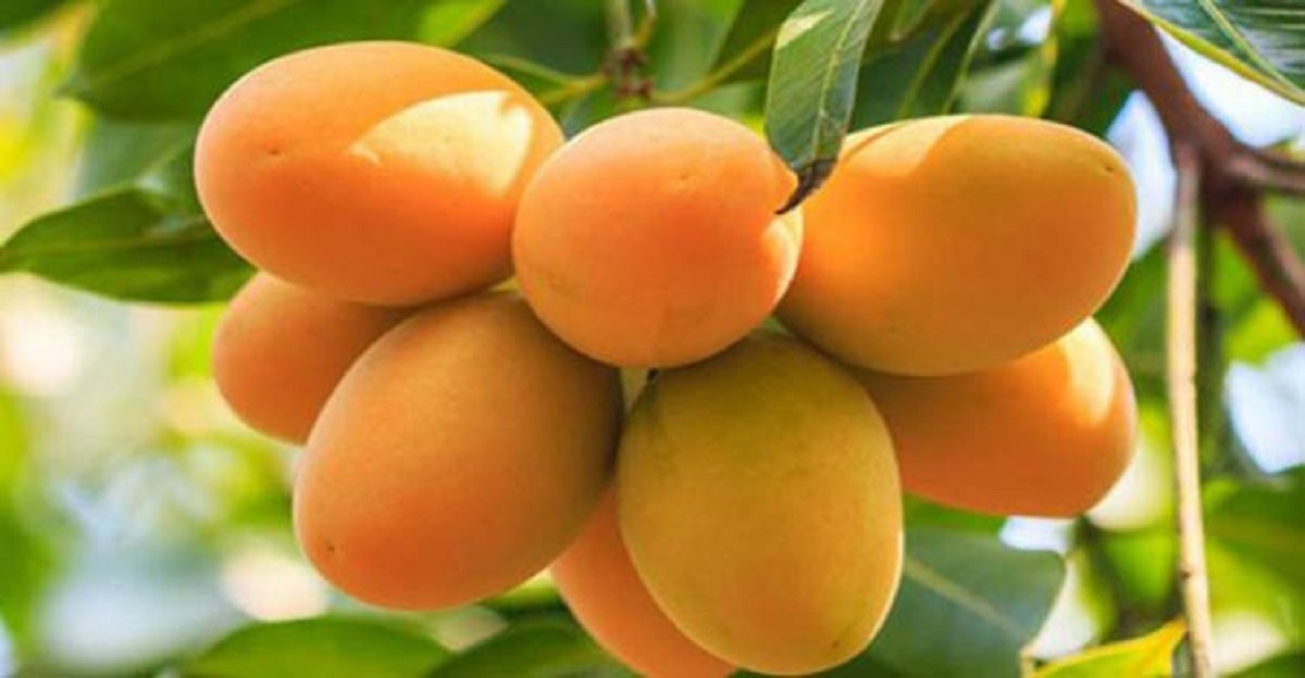 ১৫ মে বাজারে আসছে রাজশাহীর আম