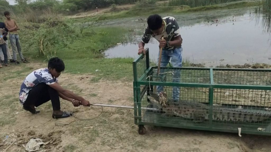 গুজরাটে পুকুরে মিললো বিশাল আকারের কুমির