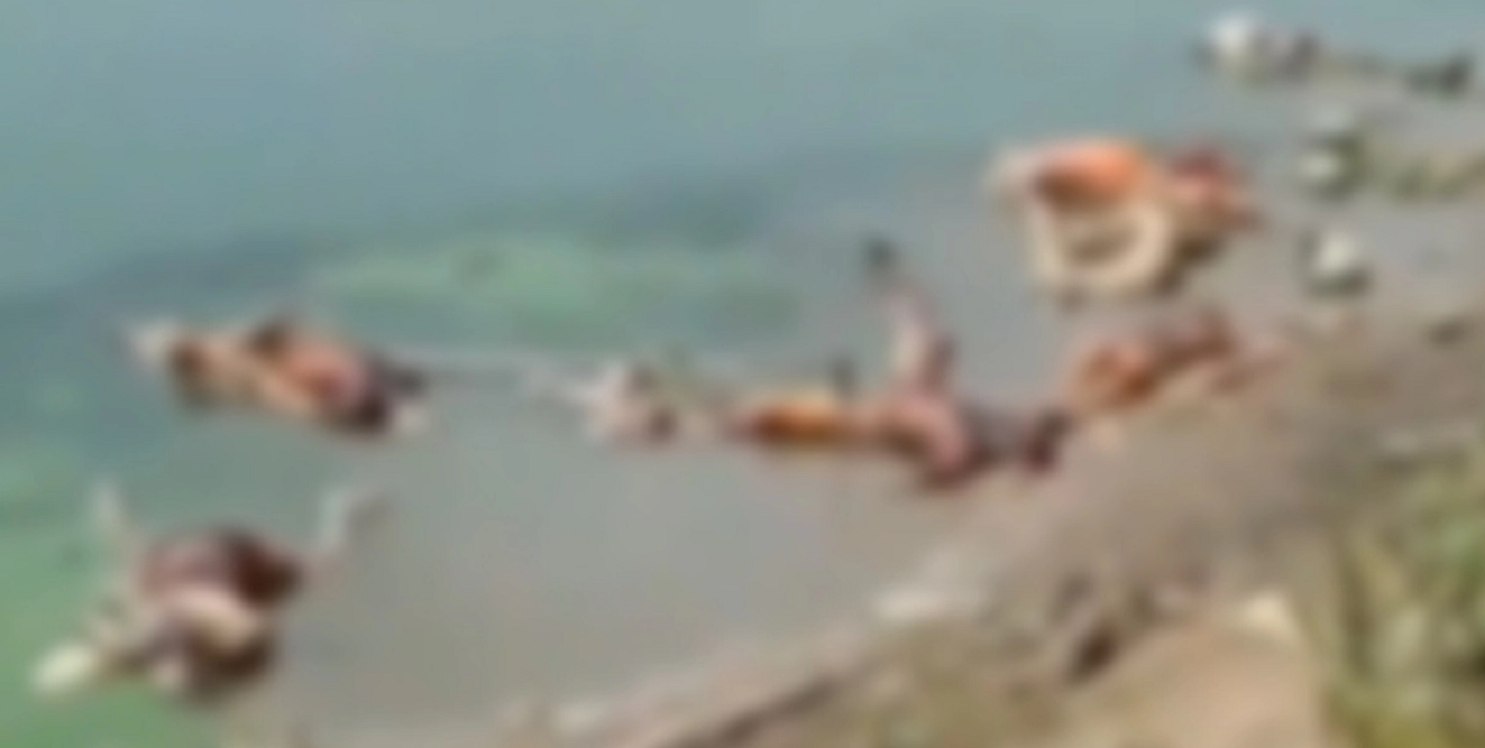 ভারতের গঙ্গা-যমুনায় ভাসছে লাশ!