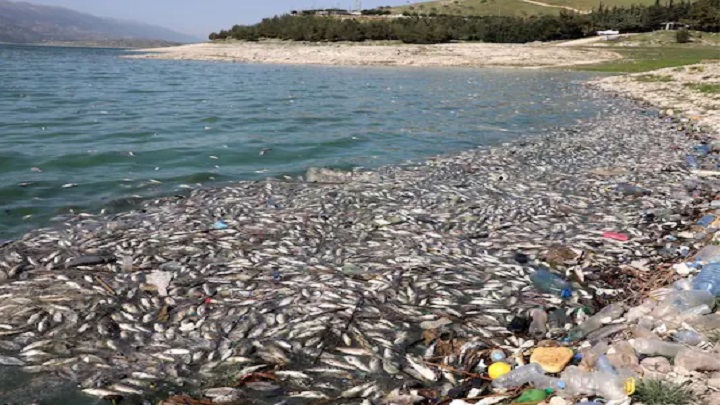 লেবাননের হ্রদে ভাসছে ৪০ টন মরা মাছ লেবাননের হ্রদে ভাসছে ৪০ টন মরা মাছ