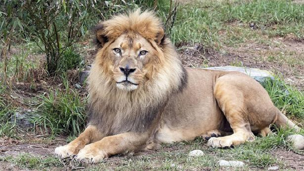 এবার ভারতে ৮ সিংহের শরীরে করোনা শনাক্ত বার ভারতে ৮ সিংহের শরীরে করোনা শনাক্ত