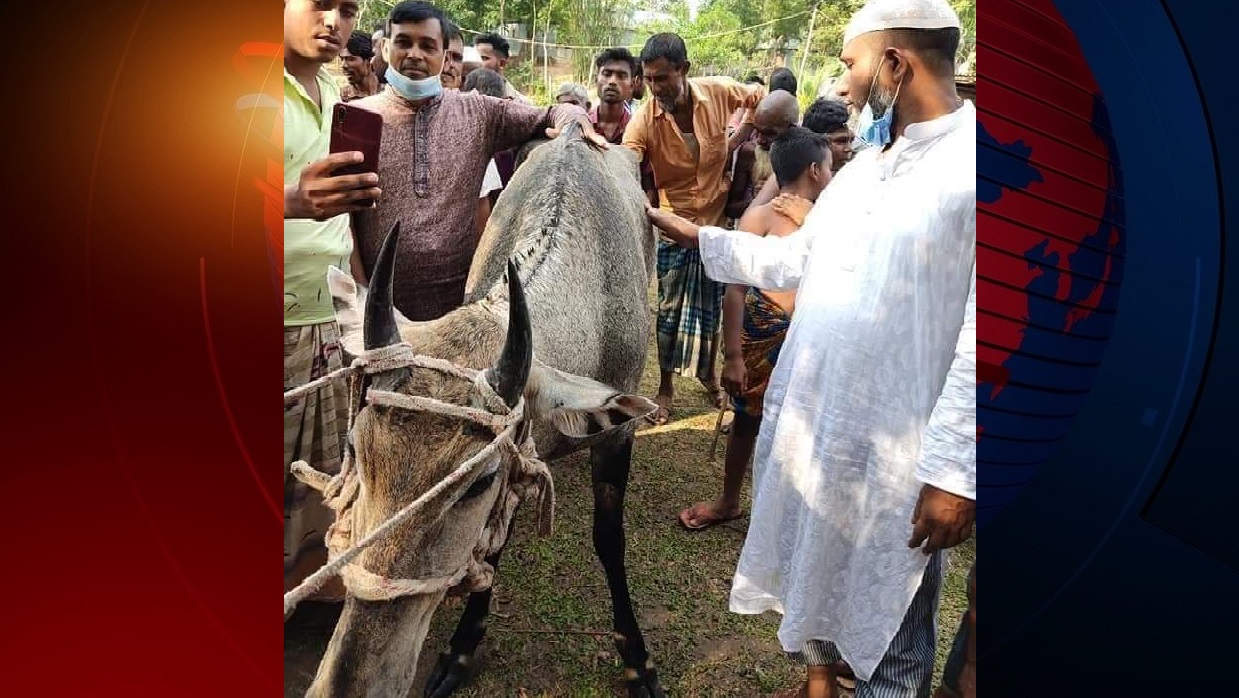 টাঙ্গাইল থেকে বিলুপ্তপ্রায় নীলগাই উদ্ধার