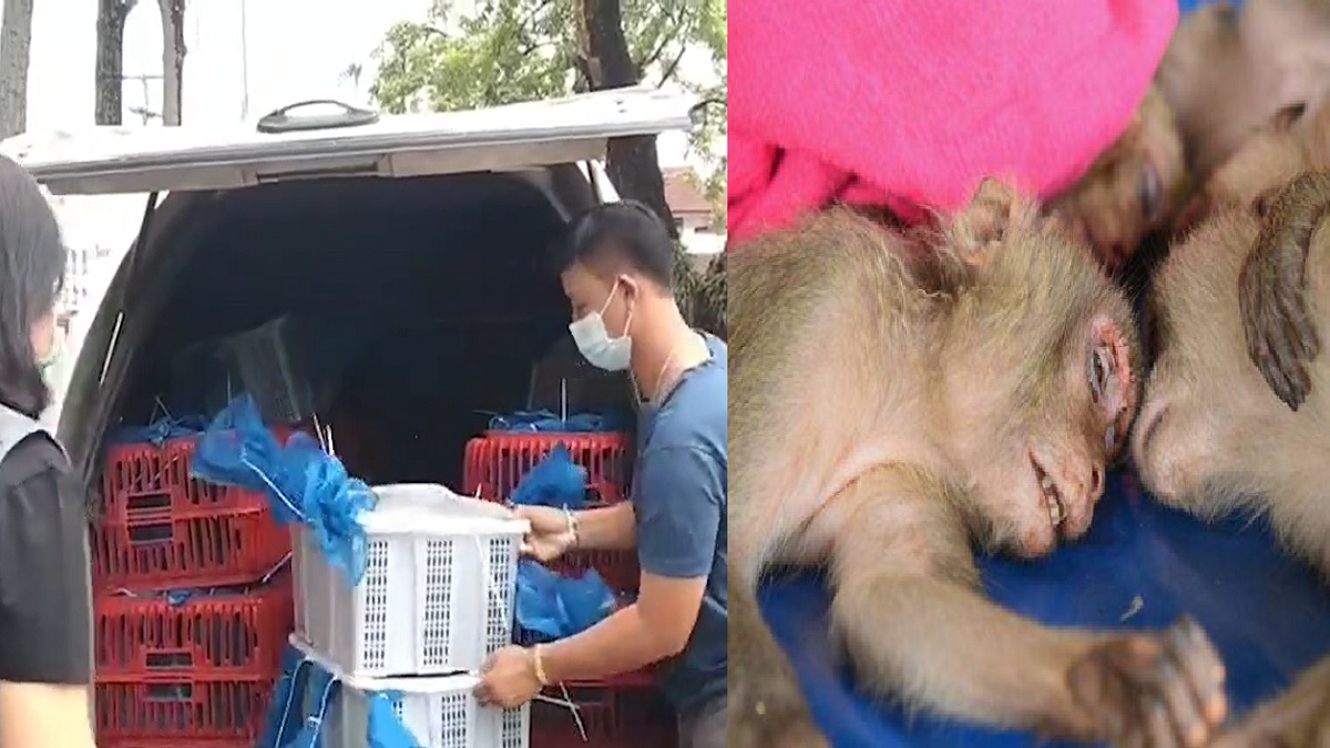 থাইল্যান্ডে অবৈধভাবে পাচারের সময় ১’শ বানর উদ্ধার