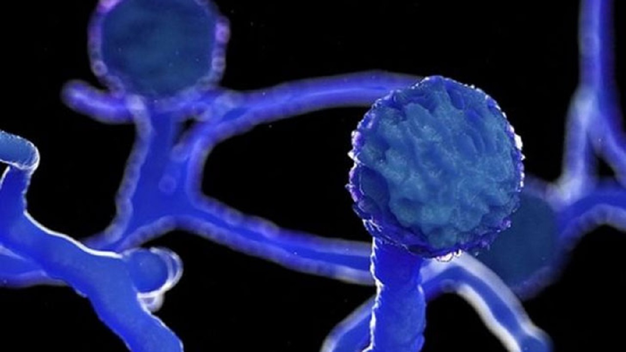 ব্ল্যাক ফাঙ্গাসকে ভারতে মহামারি ঘোষণা ব্ল্যাক ফাঙ্গাসকে ভারতে মহামারি ঘোষণা