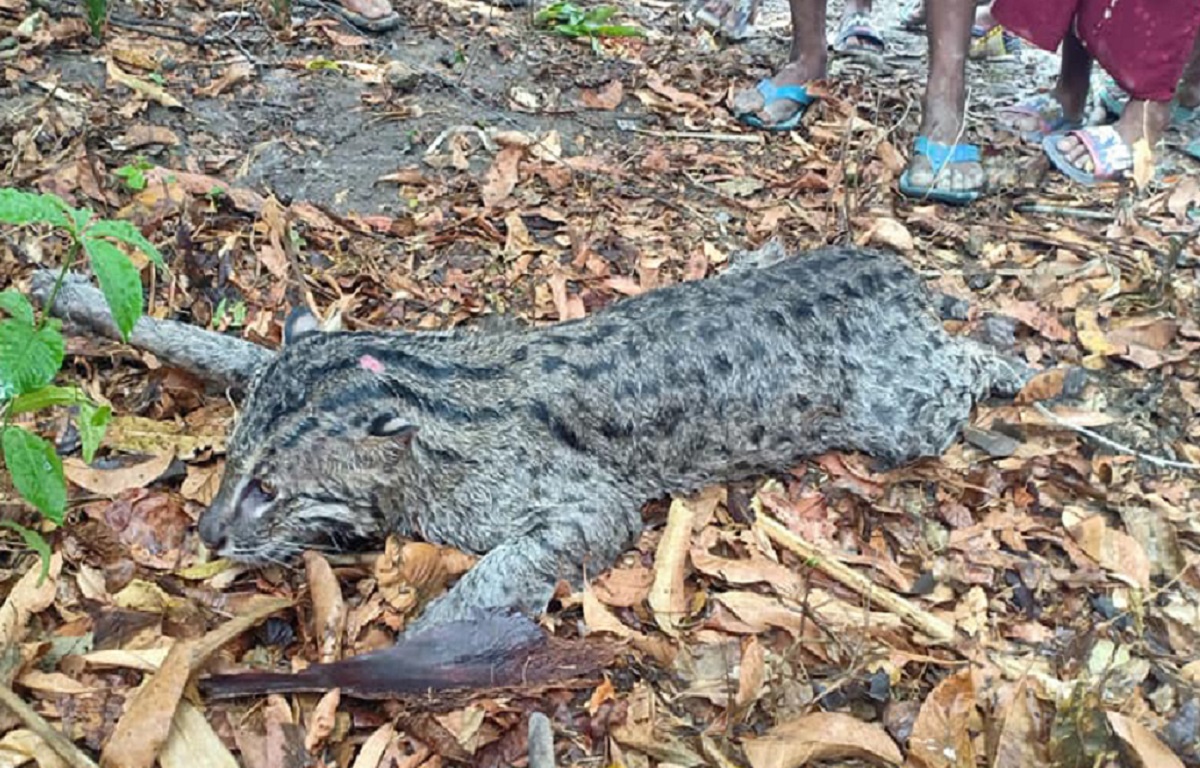 ঝিনাইদহে মেছো বাঘ আটক