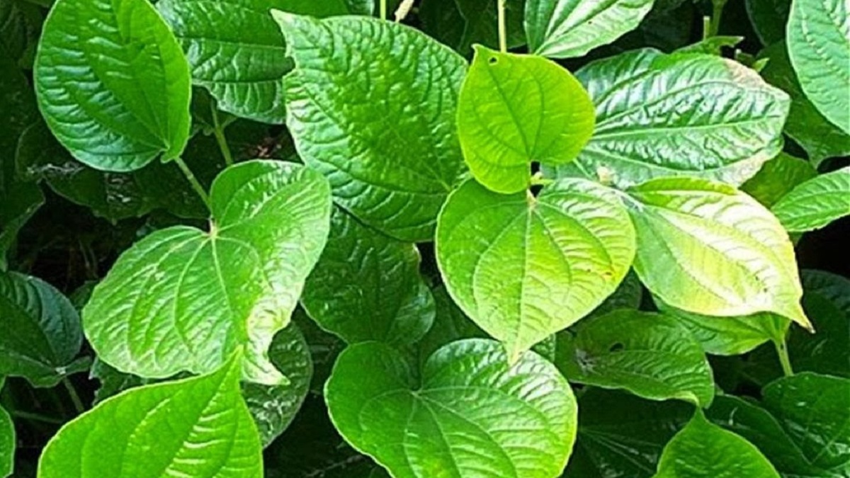 আবার ইউরোপে যাচ্ছে বাংলাদেশের পান