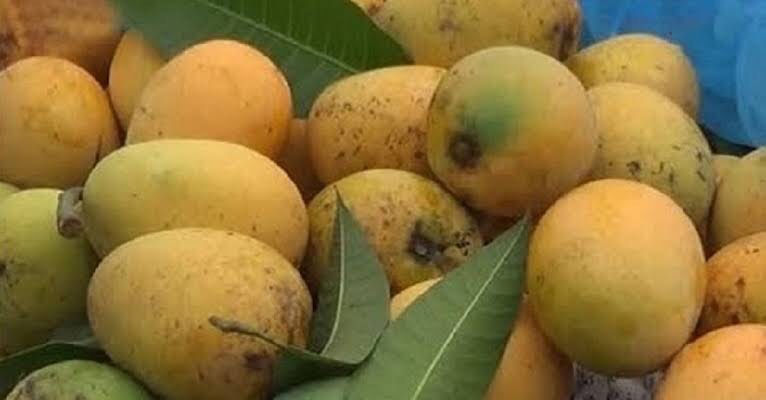 রাজশাহীতে আজ থেকে শুরু হচ্ছে গোপালভোগ আম সংগ্রহ