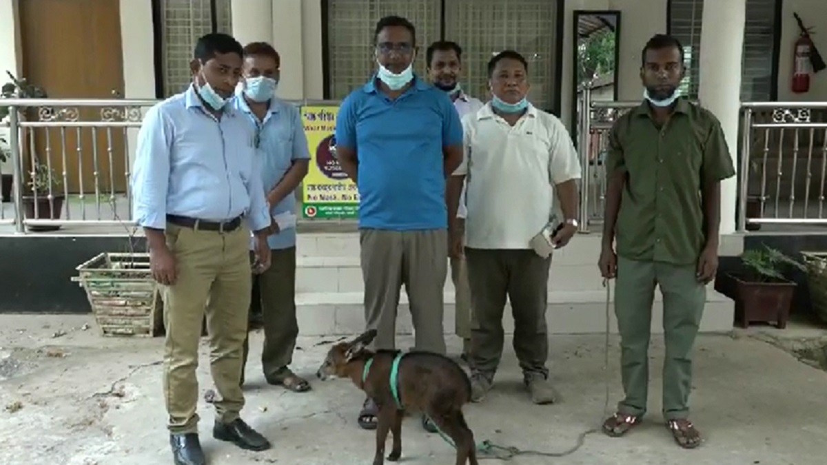 রাঙামাটিতে বিরল প্রজাতির সাম্বার হরিণ উদ্ধার