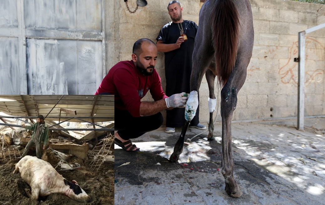 ইসরায়েলের হামলায় অতিষ্ঠ গাজার পশুদের জীবন