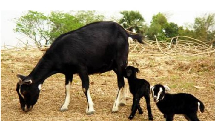রংপুরে হঠাৎ ছাগল চুরির হিড়িক