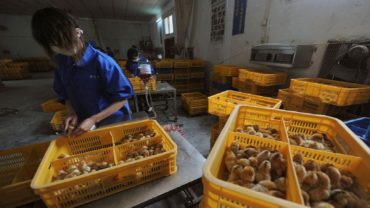 চীনে প্রথমবার বিরল প্রজাতির বার্ড ফ্লু শনাক্ত মানবশরীরে