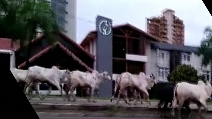 বলিভিয়ায় ত্রাসের সৃষ্টি করলো ক্ষ্যাপাটে ষাড়ের দল বলিভিয়ায় ত্রাসের সৃষ্টি করলো ক্ষ্যাপাটে ষাড়ের দল