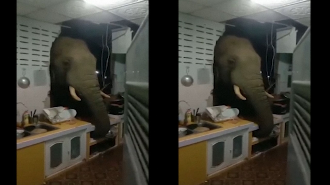 খাবারের খোঁজে রান্নাঘরে ঢুকে পড়লো বুনো হাতি! (ভিডিও) খাবারের খোঁজে রান্নাঘরে ঢুকে পড়লো বুনো হাতি!