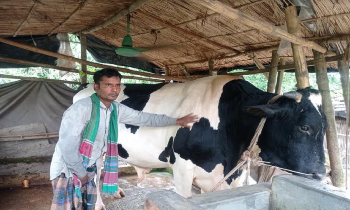 ৪০ মণ ওজনের ‘বীর বাহাদুর’র দাম উঠলো ১৮ লাখ