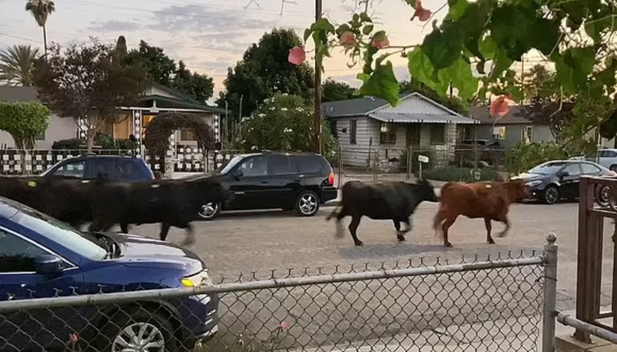 কসাইখানা থেকে পালিয়ে গেল গরু