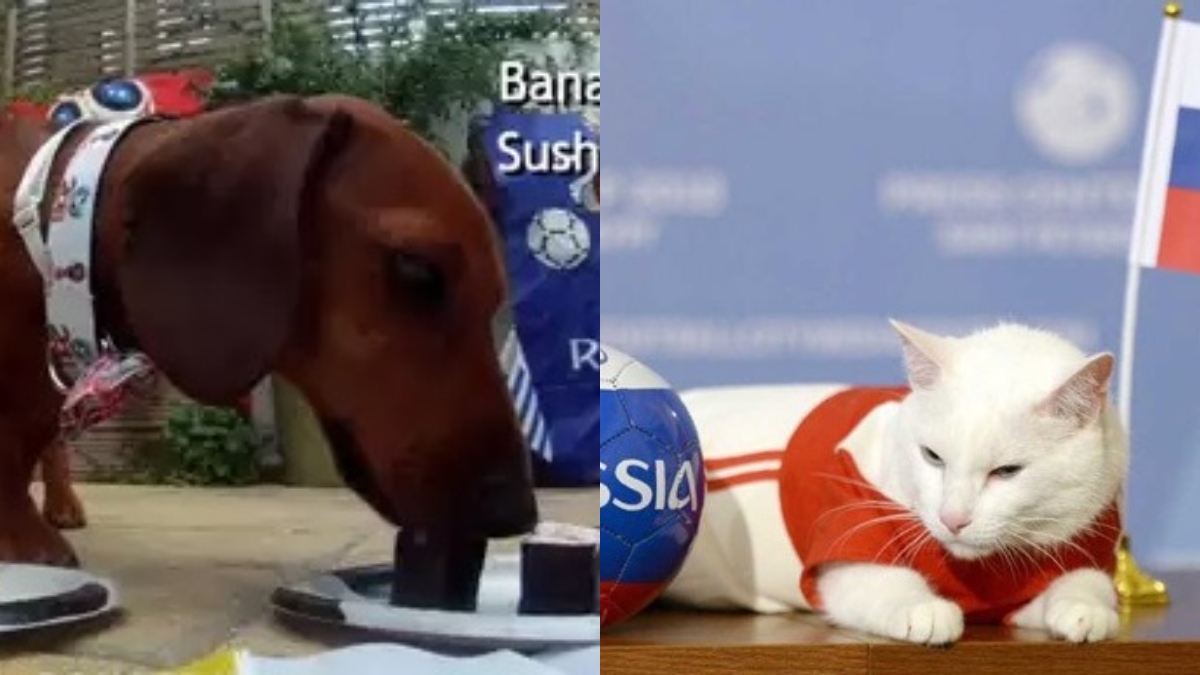 ইউরোর ফল বলে দিচ্ছে জ্যোতিষী বিড়াল-কুকুর