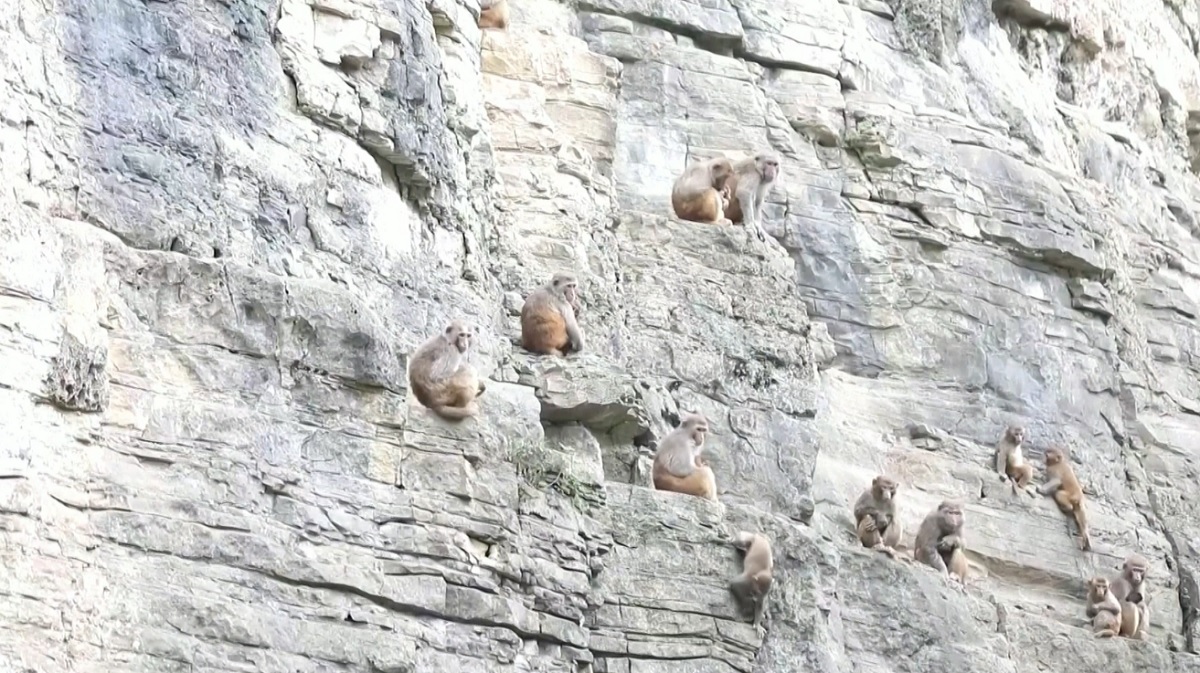 শত শত বানরে ছেয়ে গেছে চীনের ছো-চিং অঞ্চল