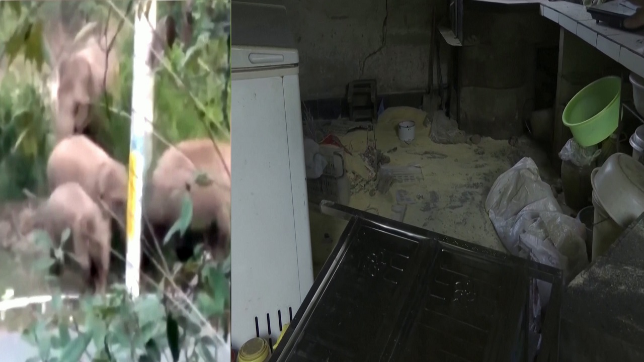 পথে-পথে ধ্বংসযজ্ঞ চালাচ্ছে বুনো হাতির পাল পথে-পথে ধ্বংসযজ্ঞ চালাচ্ছে বুনো হাতির পাল