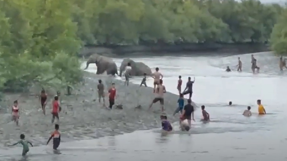 নাফ নদীতে নেমে এলো বন্য হাতি