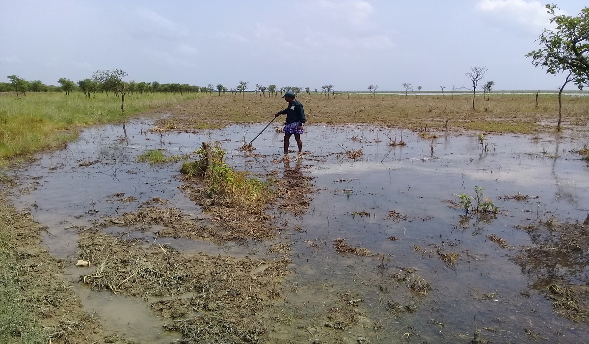 হাকালুকি হাওরে গাছ কাটার অভিযোগে পরিবেশ অধিদপ্তরের মামলা
