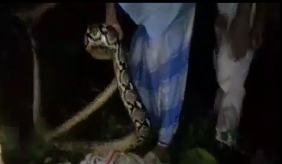 লোকালয়ে ধরা পড়েছে ৩০ কেজি, ১৫ ফুট লম্বা অজগর