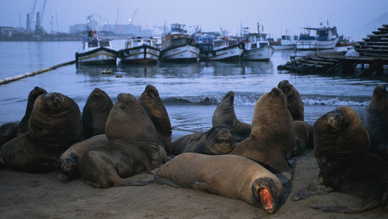 তিমির তাড়ায় নৌকায় আশ্রয় নিতে ছুটছে সি লায়ন
