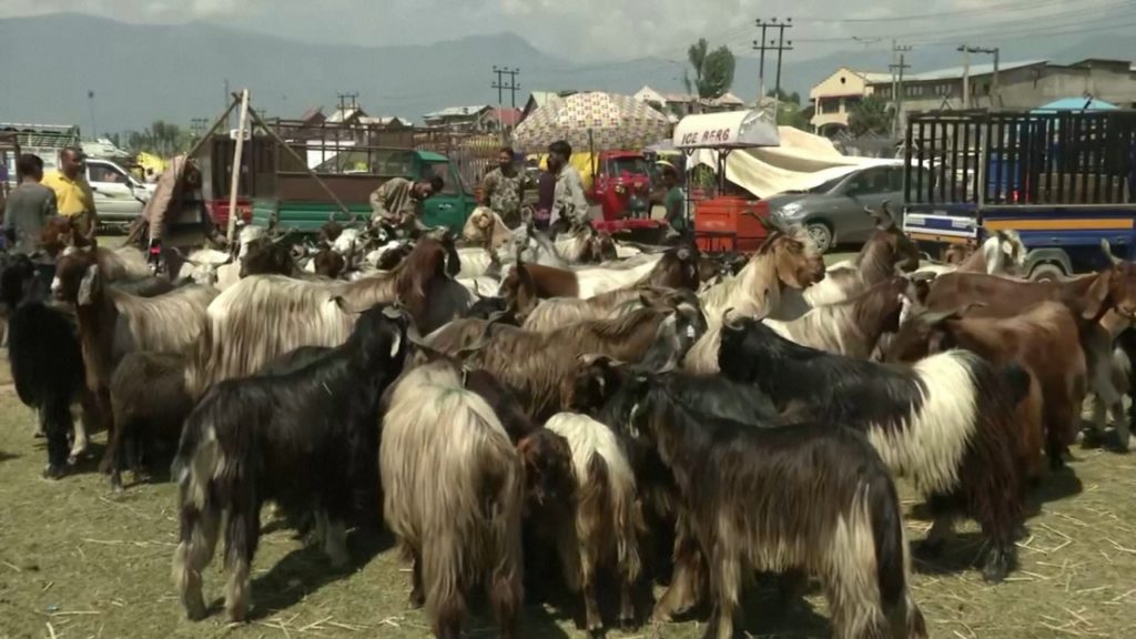 ভারতে পশুর হাটে ভিড় নেই, করোনায় ক্রয়ক্ষমতা কমে গেছে