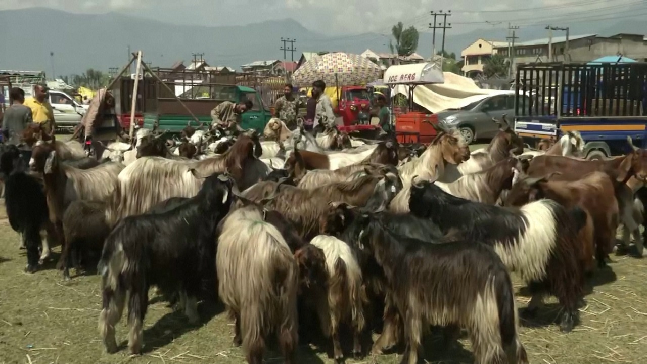 ভারতে পশুর হাটে ভিড় নেই, করোনায় ক্রয়ক্ষমতা কমে গেছে ভারতে পশুর হাটে ভিড় নেই, করোনায় ক্রয়ক্ষমতা কমে গেছে