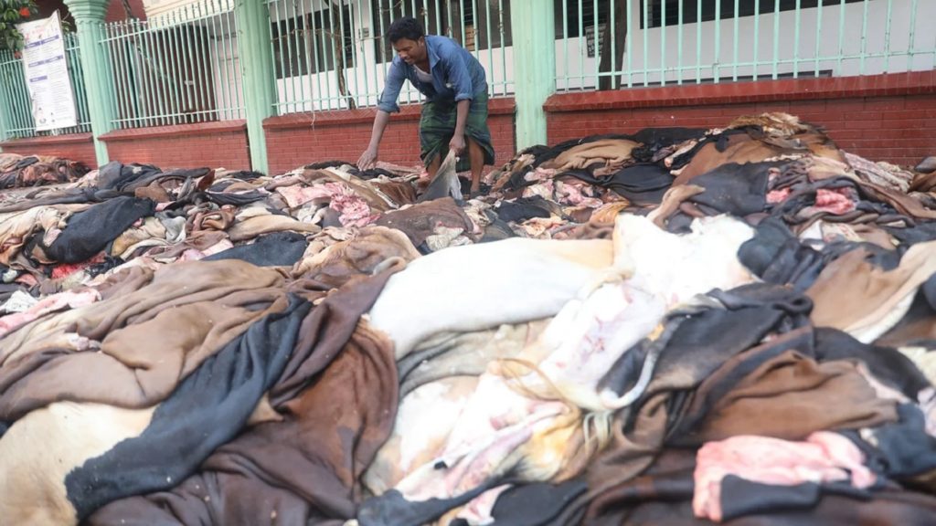 কোরবানি শেষে চলছে পশুর চামড়া কেনাবেচা ও সংরক্ষণের কাজ