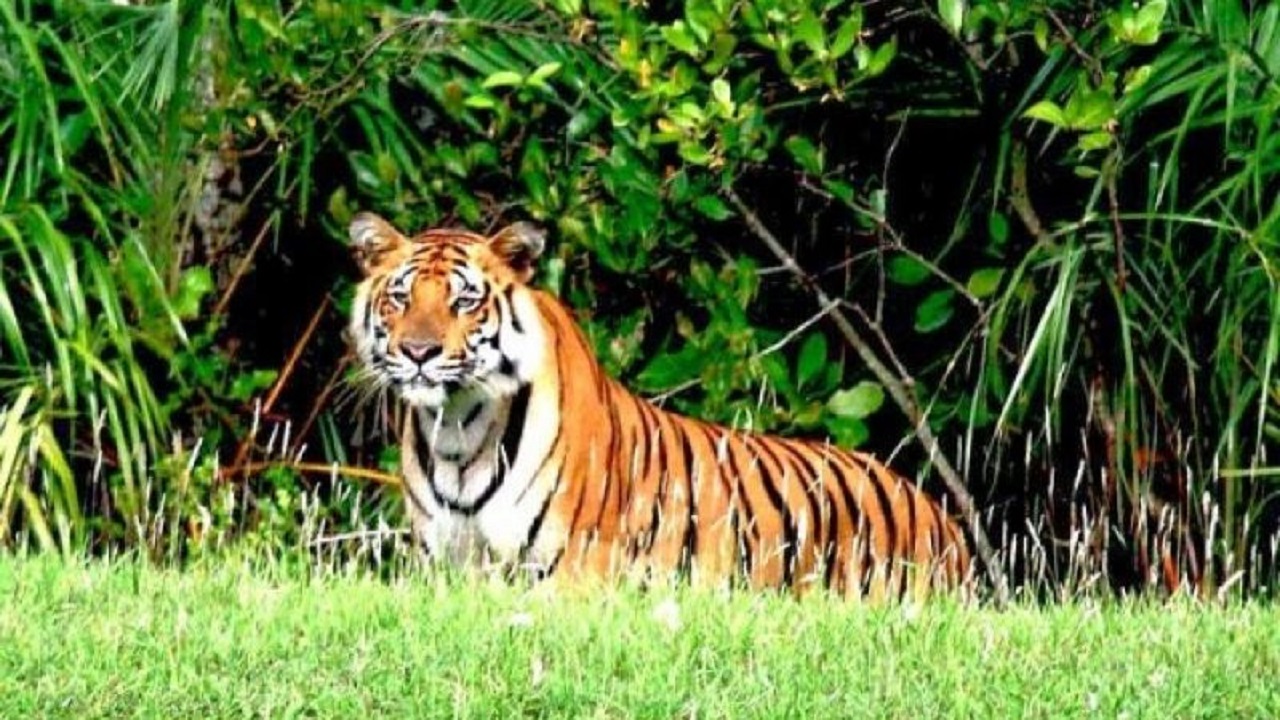 বিশ্ব বাঘ দিবস আজ বিশ্ব বাঘ দিবস আজ