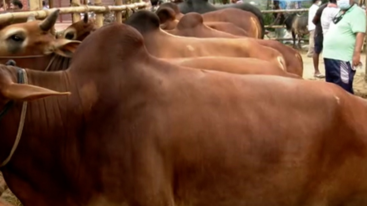 রাজধানীর হাটগুলোতে গরুর দাম বেশি