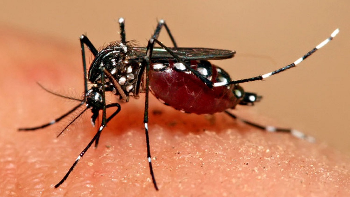 একদিনে ডেঙ্গুতে আক্রান্ত ২৩৯, মৃত ১