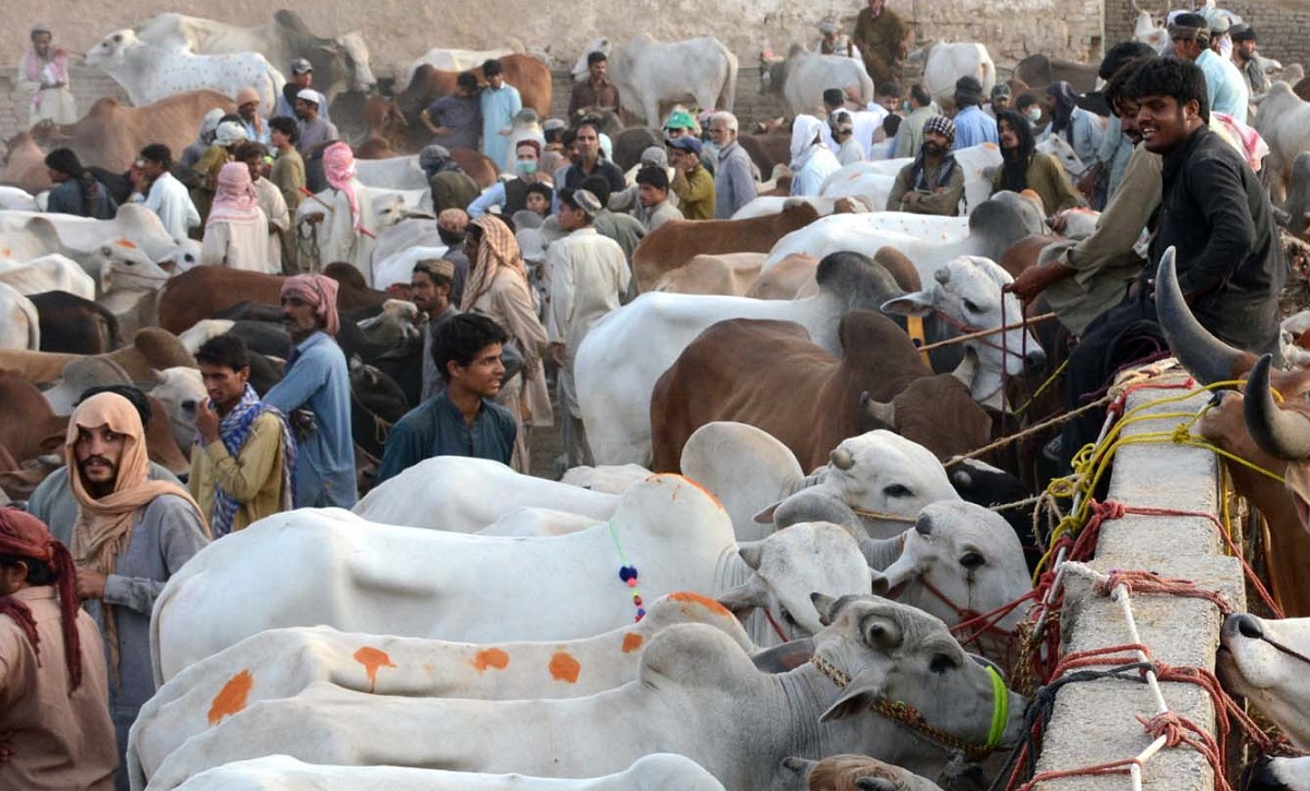 লকডাউনের প্রভাবে ভারতীয় পশু বাজারে মন্দাভাব