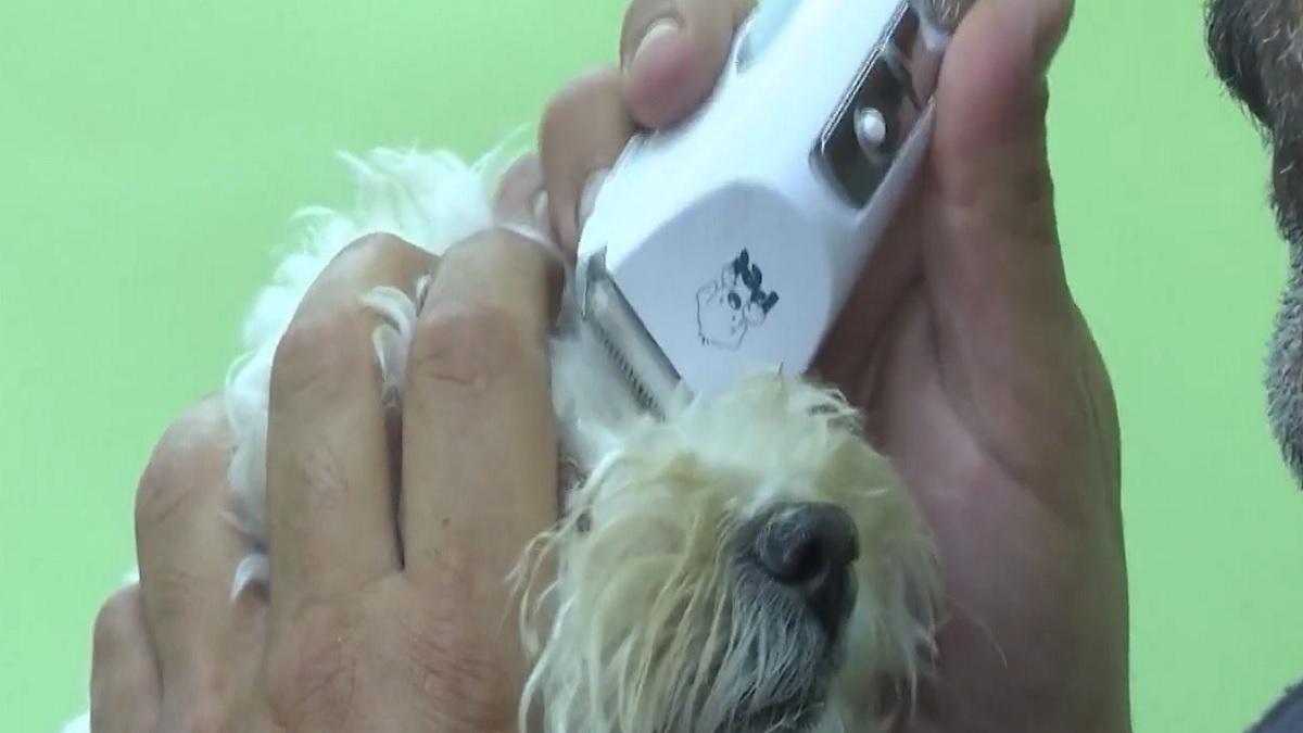 ফিলিস্তিনে পশুদের জন্য অভিনব উদ্যোগ