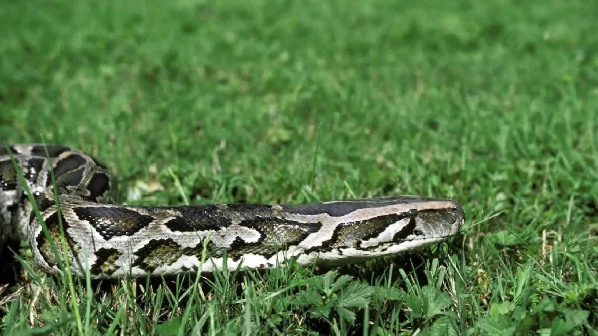 কৃত্রিমভাবে অজগরের বাচ্চা উৎপাদন করছে ভারত
