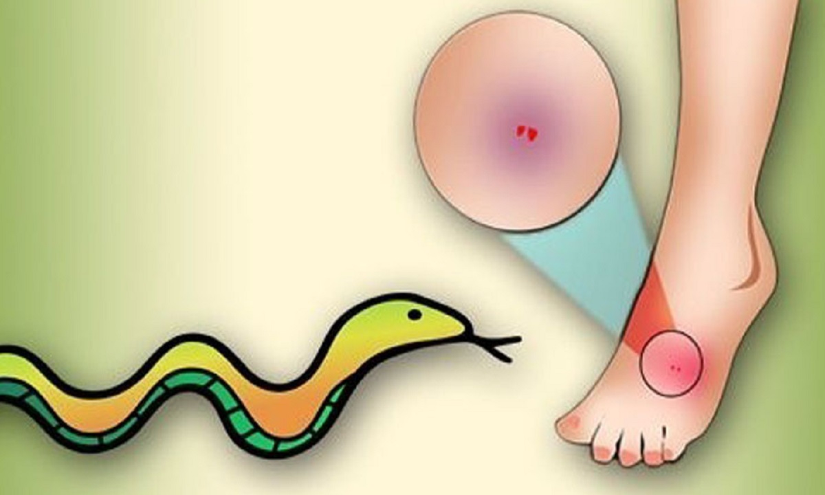 সাপের কামড়ে নানী-নাতির মৃত্যু