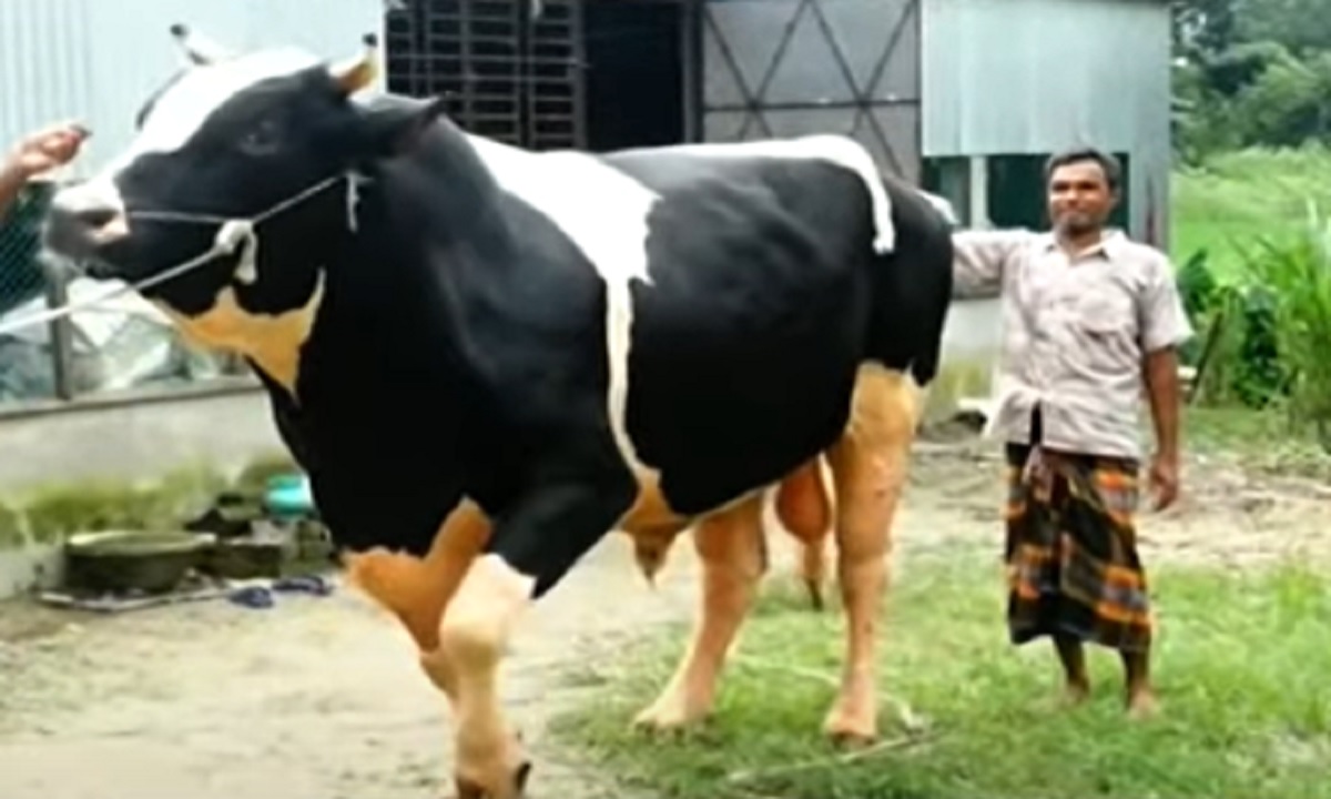 কালো রংবাজ, যোদ্ধা, যুবরাজ মাতাচ্ছে কোরবানির হাট