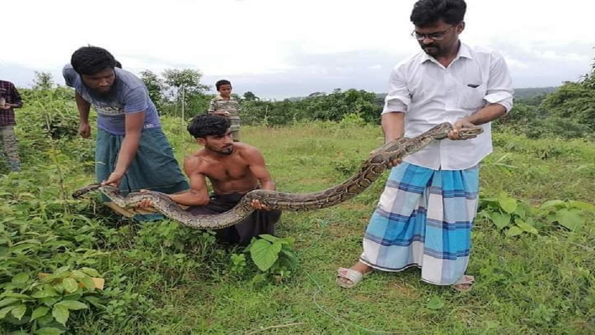 কক্সবাজারের বনাঞ্চলে অবমুক্ত করা হলো আরও একটি অজগর